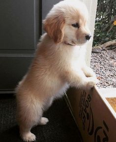 a small puppy standing on its hind legs in a cardboard box looking out the window