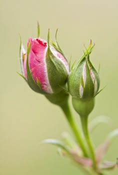 two pink flowers with green stems in front of a blurry background, one bud opened and the other closed