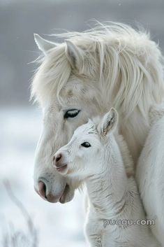 two white horses standing next to each other