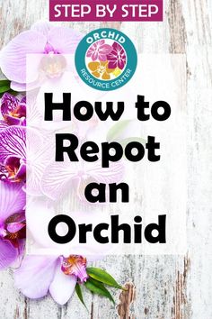 purple orchids with the words how to reppot an orchid