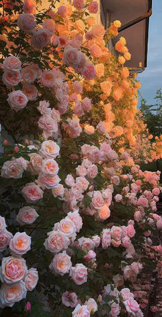 many pink roses line the side of a building in front of trees and bushes at sunset