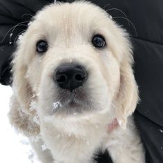 a white dog is standing in the snow