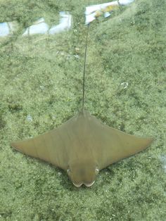 a brown and white stingfish in the water