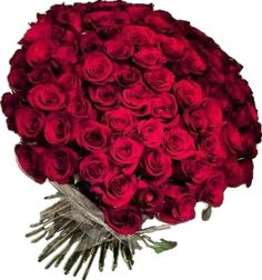 a bouquet of red roses on a white background