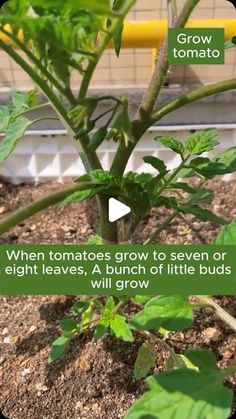 an image of a plant growing in the ground with words above it that read, when tomatoes grow to seven or eight feet height leaves, a bunch of little buds will grow