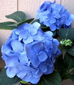 two blue flowers are in a vase with green leaves on the outside wall behind them