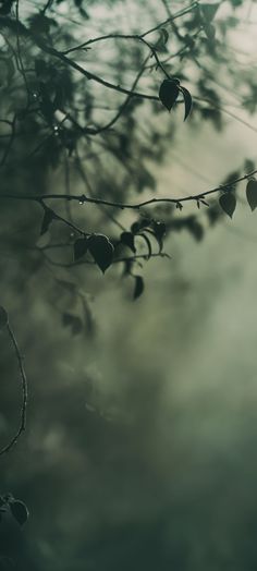 some leaves are hanging from a tree branch