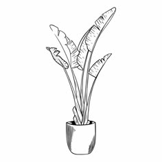 a black and white drawing of a plant in a pot with leaves on the top