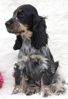 a black and brown dog sitting on top of a white rug next to a pink flower