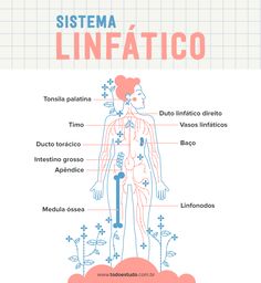 the body and its major organs are labeled in spanish, with words describing what it is