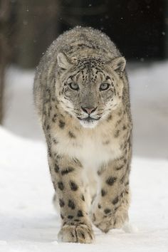 a snow leopard is walking in the snow