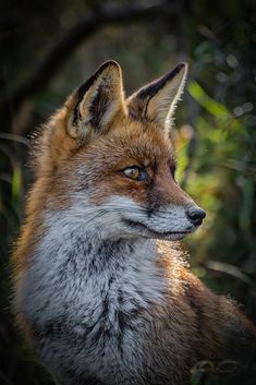 a red fox stares into the distance