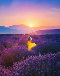 a woman in a yellow dress is walking through lavender fields with the sun setting behind her