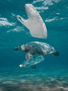 a plastic bag floating in the ocean next to a turtle swimming under it's skin