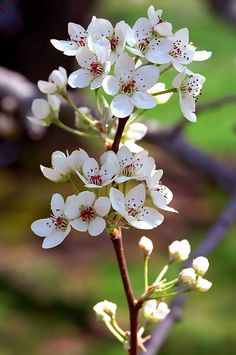 Pear Tree Flower Tattoo, Bradford Pear Tree Tattoo, Pear Tree Flowers, Pear Flower Tattoo, Pear Blossom Tattoo, Pear Tree Tattoo, Pear Tree Blossom, Bradford Pear Tree, Flowering Pear Tree