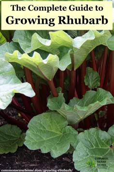 the complete guide to growing rhubarb in your garden, including tips on how to grow it