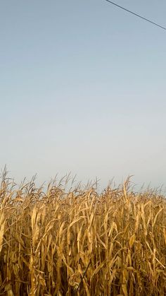 a field of corn under a blue sky with power lines in the foreground and an airplane flying overhead