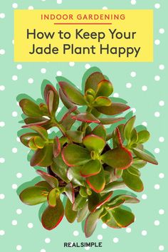 a plant with the title how to care for a jade plant