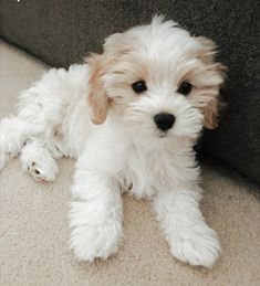 a small white dog laying on top of a carpeted floor next to a wall