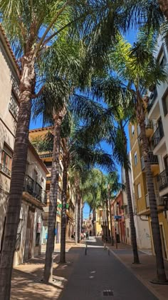 palm trees line the street in front of buildings