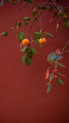 two oranges hanging from a tree branch with leaves on it against a red wall