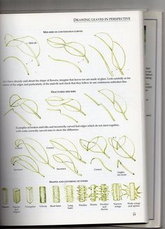 an open book with green writing on the page and pictures of different leaves in perspective