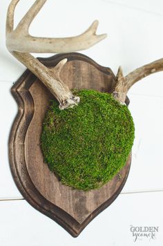 moss is growing on the antlers of a deer's head mounted on a wooden plaque