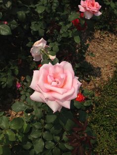 two pink roses are blooming in the garden