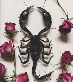 a scorpion is surrounded by roses on a white surface with black bugs in the middle