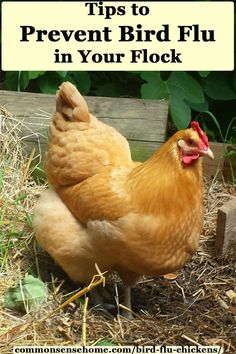 Chicken Tips, Chicken Facts, Virus Symptoms, Chicken Roost, Chicken Care, Chicken Coop Run, Chicken Farming