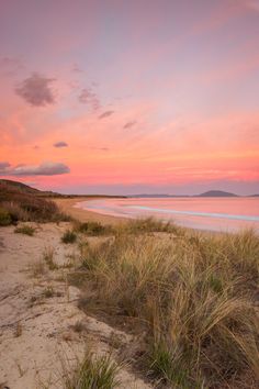 the sun is setting at the beach with tall grass in front of it and pink sky