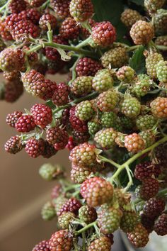 some berries are hanging from a tree branch