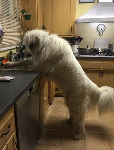 a large white dog standing on its hind legs in a kitchen next to a sink