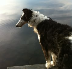 two black and white dogs sitting on a dock looking out at the water in front of them