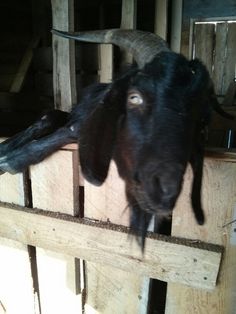 a goat sticking its head over a wooden fence