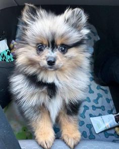 a small dog is sitting in the back seat of a car and looking at the camera