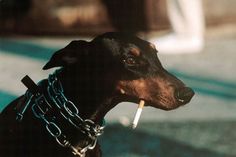 Adbusters Magazine, Noxus League Of Legends, Photo New York, Magazine Wall, Washington Square Park, Magnum Photos, Doberman Pinscher, Black Dog, The Villain