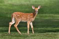 a small deer standing on top of a lush green field