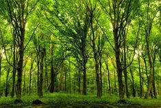 the green forest is full of trees and grass