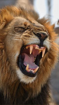 a close up of a lion with its mouth open