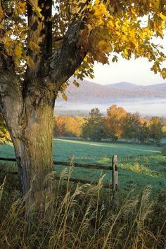 an autumn scene with fog in the distance