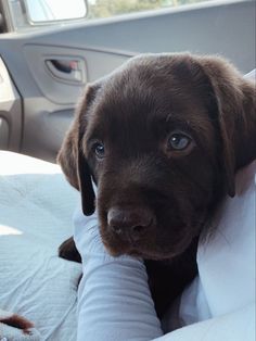 a brown puppy sitting in the back seat of a car with his arm wrapped around someone's leg