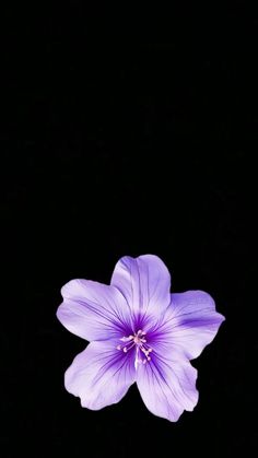 a purple flower on a black background