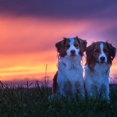 two brown and white dogs sitting on top of a lush green field under a colorful sky