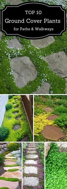 the top 10 ground cover plants for paths and walkways with pictures of different types