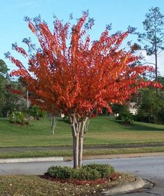 a tree with red leaves in the middle of a street and grass on both sides