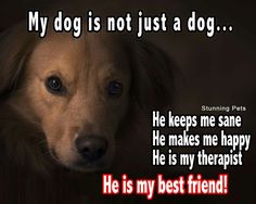 a dog is looking at the camera with a caption that reads, my dog is not just a dog he keeps me happy he is my best friend