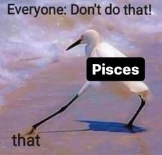 a white bird standing on top of a beach next to the ocean text reads, someone don't do that pieces anatomy pisces