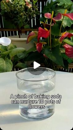 a glass filled with water sitting on top of a white table next to a potted plant