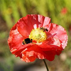 a red flower with two bees on it